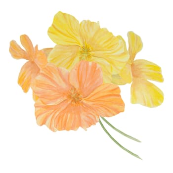 Garden orange, yellow Nasturtium watercolor illustration. Hand drawn botanical painting, floral sketch. Colorful flower clipart for summer or autumn design of wedding invitation, prints, greetings, sublimation, textile