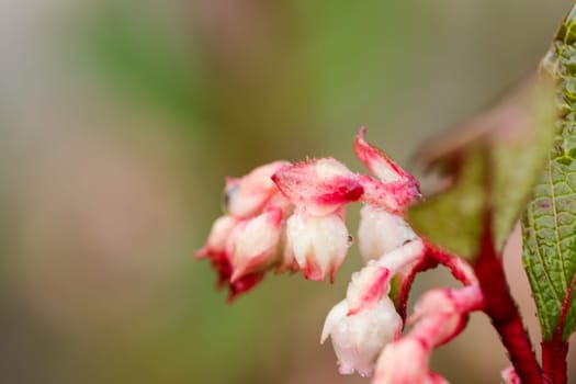 vaccinum eberhardtii dop var is a shrub in the family of Doi Ericaceae Rose family. It is delicious.