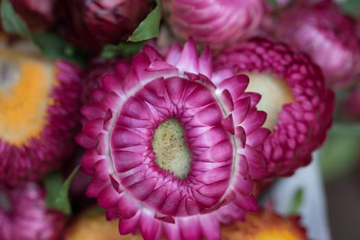 Purple Chrysanthemum There are many species And is popular in the cultivation of Thailand