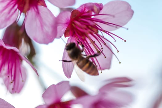 The bee is sucking the nectar of the flower. Prunus cerasoides are beautiful pink in nature. In the north of Thailand Flowering during January - February