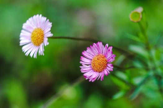 White and pink flowers On the ground is blooming beautifully