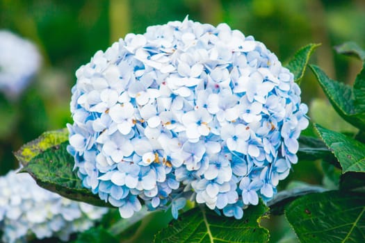 Beautiful blue hydrangeas are blooming in the garden.