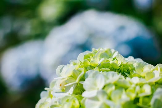 Beautiful yellow hydrangeas are blooming in the garden.