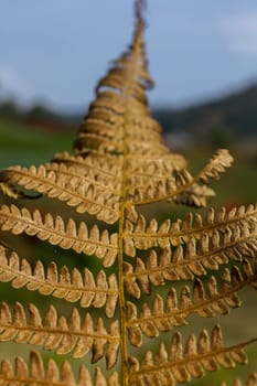 Dry leaves are brown in nature. Is an ornamental plant that is frequently found both in the home and in the garden