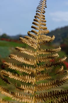 Dry leaves are brown in nature. Is an ornamental plant that is frequently found both in the home and in the garden