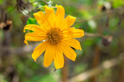 Tithonia diversifolia is blooming with yellow color like sunflower. But smaller