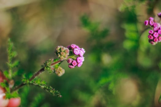 Pink grass flowers in nature, which is a kind of weed