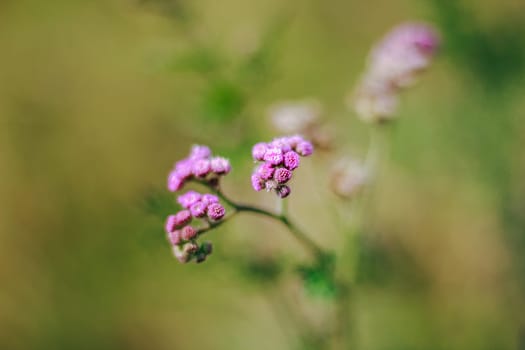 Pink grass flowers in nature, which is a kind of weed