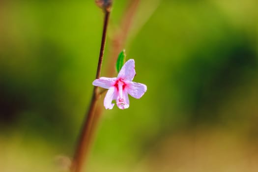 Caesar weed, single flower, pink, is a poisonous plant with hairy thorns, irritating