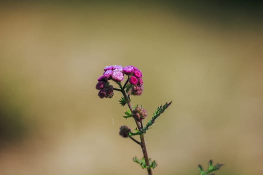 Pink grass flowers in nature, which is a kind of weed