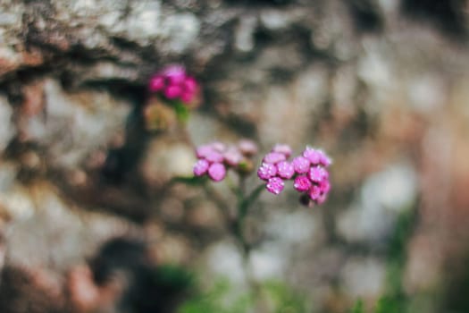 Pink grass flowers in nature, which is a kind of weed