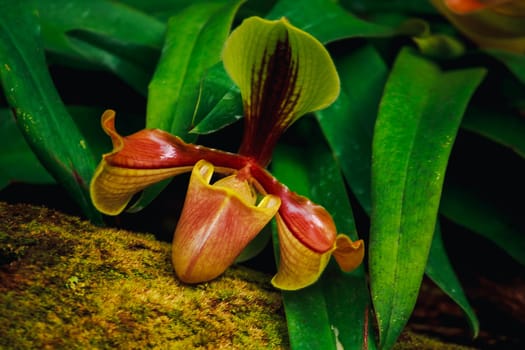 Paphiopedilum, often called the Venus slipper, is a genus of the lady slipper orchid subfamily Cypripedioideae of the flowering plant family Orchidaceae.