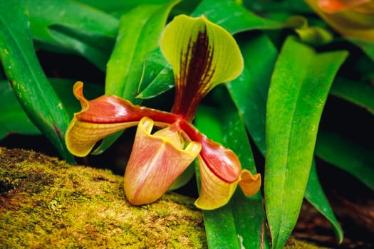 Paphiopedilum, often called the Venus slipper, is a genus of the lady slipper orchid subfamily Cypripedioideae of the flowering plant family Orchidaceae.