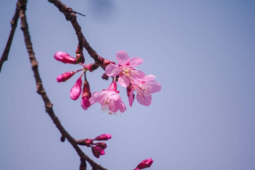 Prunus cerasoides are beautiful pink in nature. In the north of Thailand Flowering during January - February