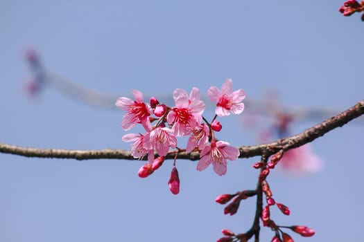 Prunus cerasoides are beautiful pink in nature. In the north of Thailand Flowering during January - February