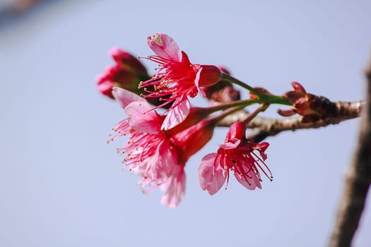 Prunus cerasoides are beautiful pink in nature. In the north of Thailand Flowering during January - February