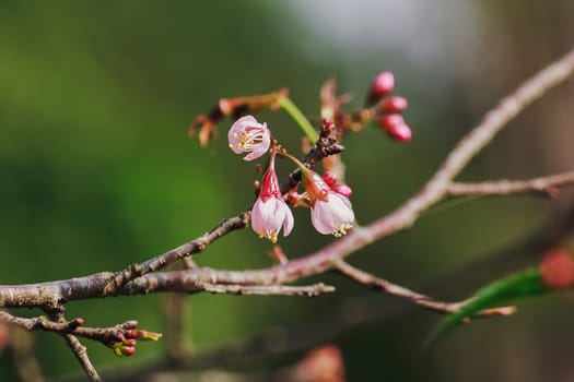 Prunus cerasoides are beautiful pink in nature. In the north of Thailand Flowering during January - February