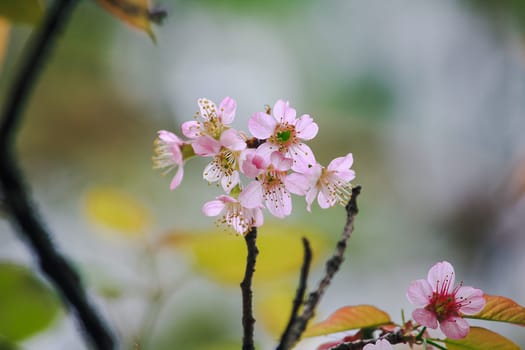 Prunus cerasoides are beautiful pink in nature. In the north of Thailand Flowering during January - February