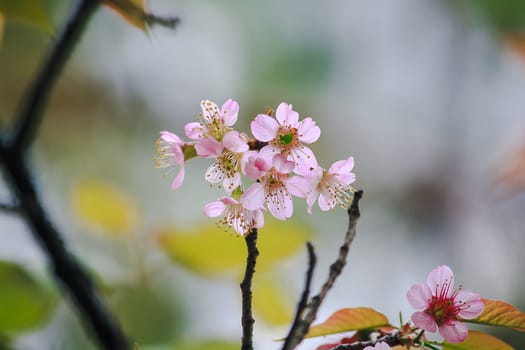 Prunus cerasoides are beautiful pink in nature. In the north of Thailand Flowering during January - February