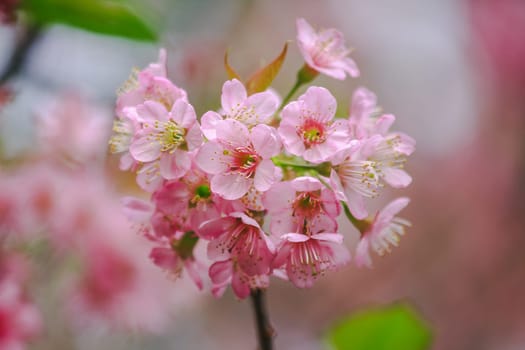 Prunus cerasoides are beautiful pink in nature. In the north of Thailand Flowering during January - February