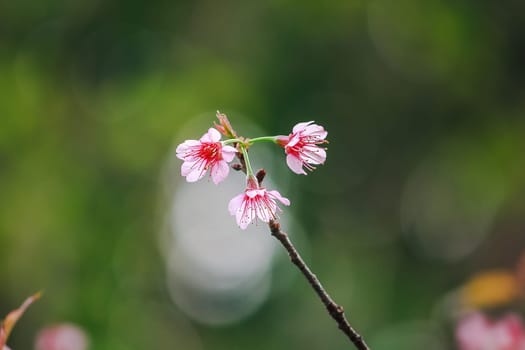 Prunus cerasoides are beautiful pink in nature. In the north of Thailand Flowering during January - February