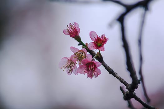 Prunus cerasoides are beautiful pink in nature. In the north of Thailand Flowering during January - February