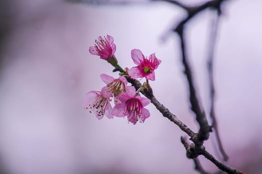 Prunus cerasoides are beautiful pink in nature. In the north of Thailand Flowering during January - February