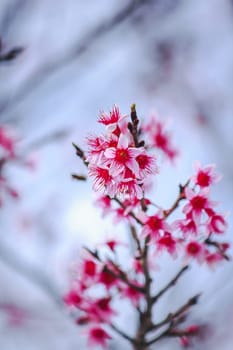 Prunus cerasoides are beautiful pink in nature. In the north of Thailand Flowering during January - February