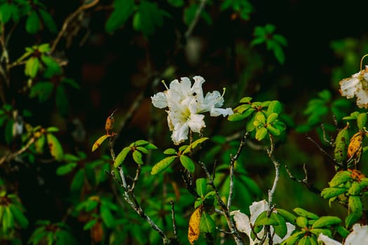 Azalea is the family name of the flowering plant in the genus Rhododendron moulmainense in Doi Inthanon National Park.