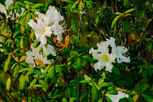 Azalea is the family name of the flowering plant in the genus Rhododendron moulmainense in Doi Inthanon National Park.