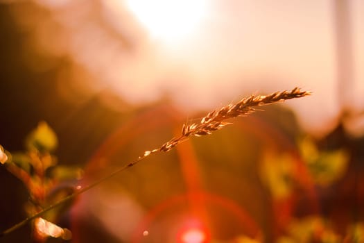 The silhouette of the grass and the sunrise in the morning