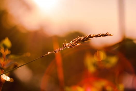 The silhouette of the grass and the sunrise in the morning