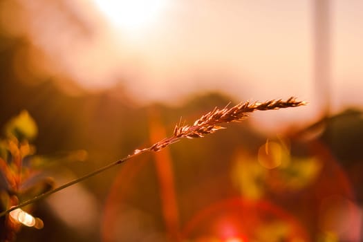 The silhouette of the grass and the sunrise in the morning