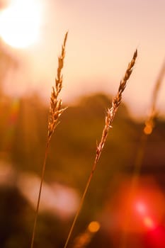 The silhouette of the grass and the sunrise in the morning