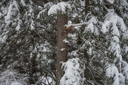 Woodpecker in Winter landscape with fair trees under the snow.