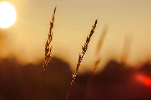 The silhouette of the grass and the sunrise in the morning