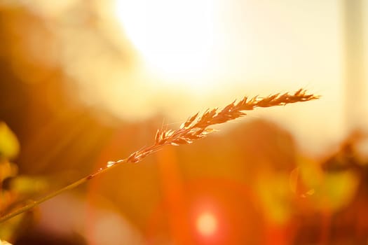 The silhouette of the grass and the sunrise in the morning