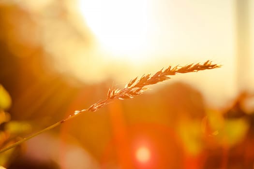 The silhouette of the grass and the sunrise in the morning