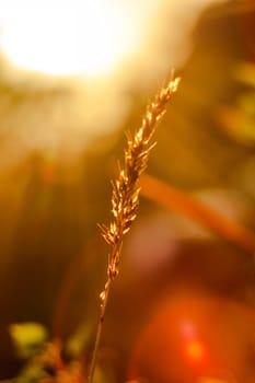 The silhouette of the grass and the sunrise in the morning