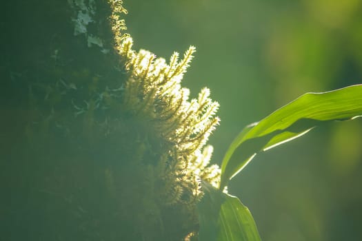 The sunrise light that shines on Moss on the tree