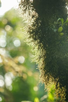 The sunrise light that shines on Moss on the tree