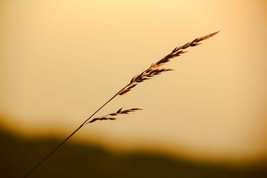 The silhouette of the grass and the sun