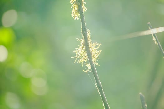 The sunrise light that shines on Moss on the tree