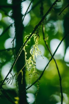 The sunrise light that shines on Moss on the tree