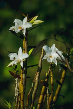 White orchids are blooming in the forest.Is an orchid that is found on the top of Doi Inthanon, Thailand