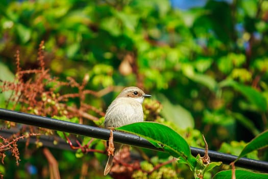 fulvetta (bird) on trees in Doi Inthanon National Park Thailand