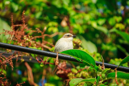 fulvetta (bird) on trees in Doi Inthanon National Park Thailand