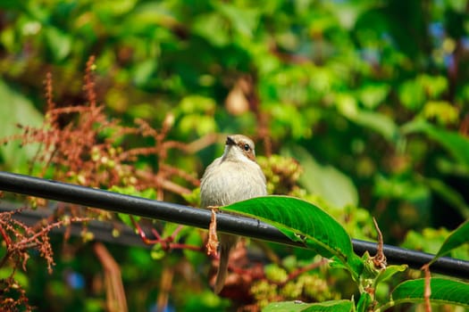 fulvetta (bird) on trees in Doi Inthanon National Park Thailand