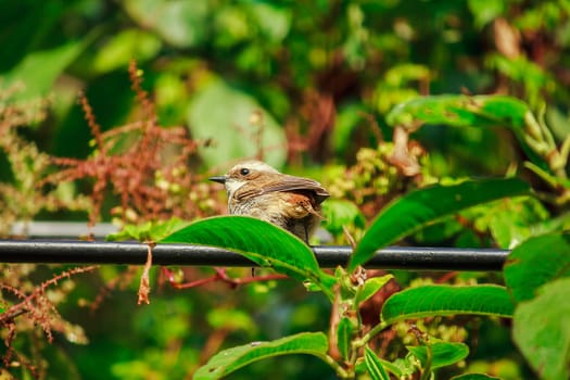 fulvetta (bird) on trees in Doi Inthanon National Park Thailand