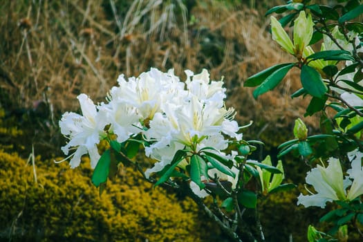 White orchids are blooming in the forest.Is an orchid that is found on the top of Doi Inthanon, Thailand